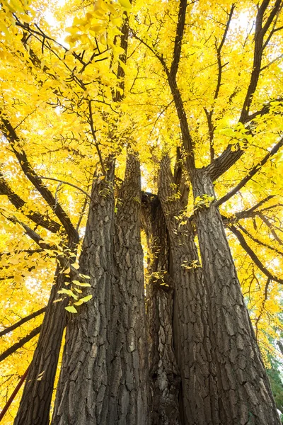 Upadku drzewo ginkgo — Zdjęcie stockowe