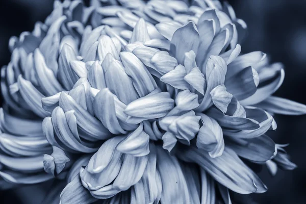 Closeup chryzantéma — Stock fotografie