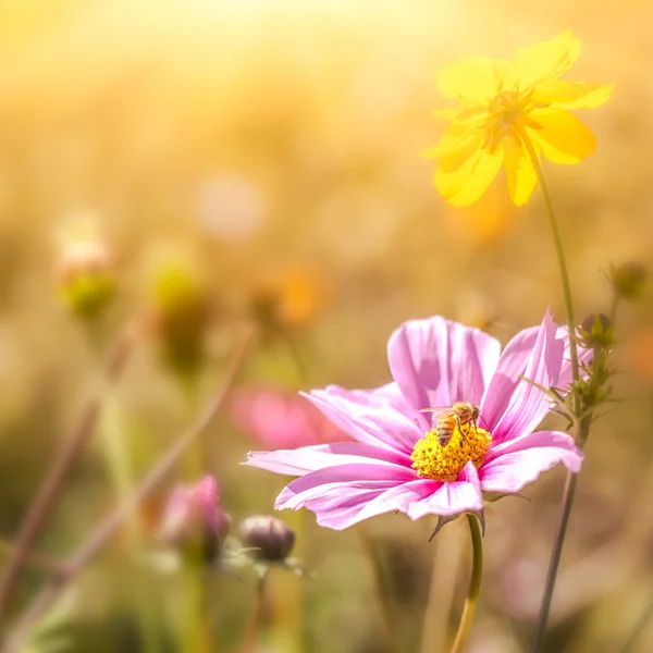 Goudsbloem bloemen in het zonlicht — Stockfoto