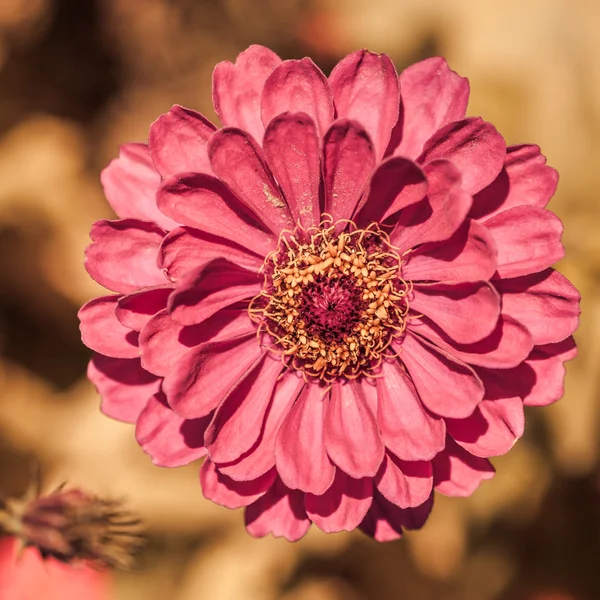 Ringblomma blommor — Stockfoto