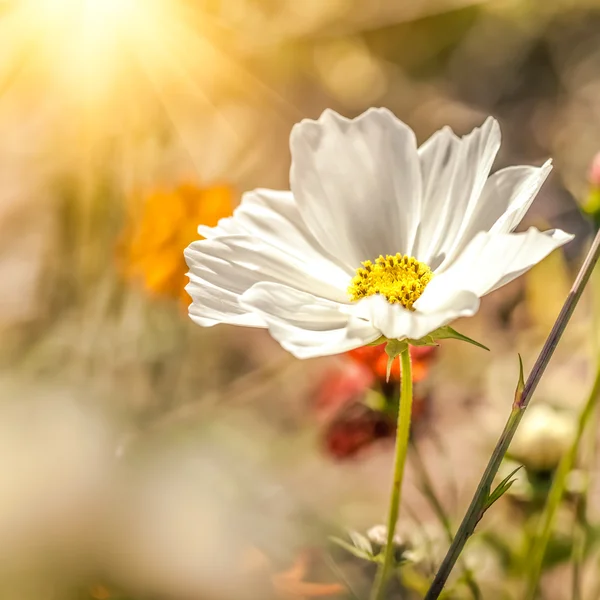 Flores de caléndula a la luz del sol —  Fotos de Stock