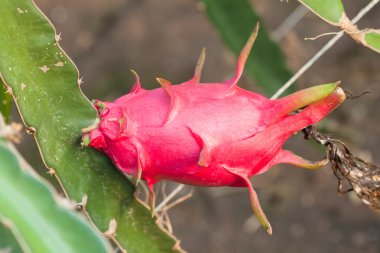 Güneşin altında bir çalı pitaya
