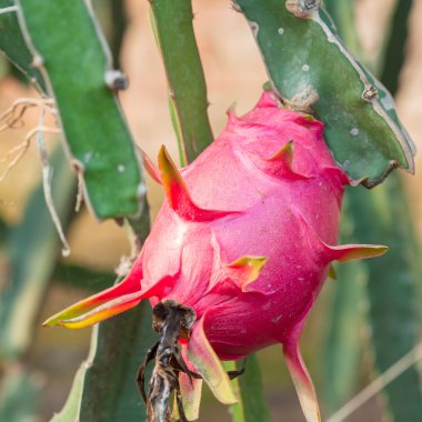 Güneşin altında bir çalı pitaya