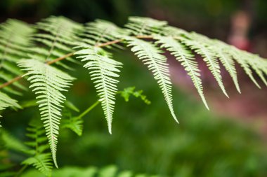 Botanik kadar kapatın