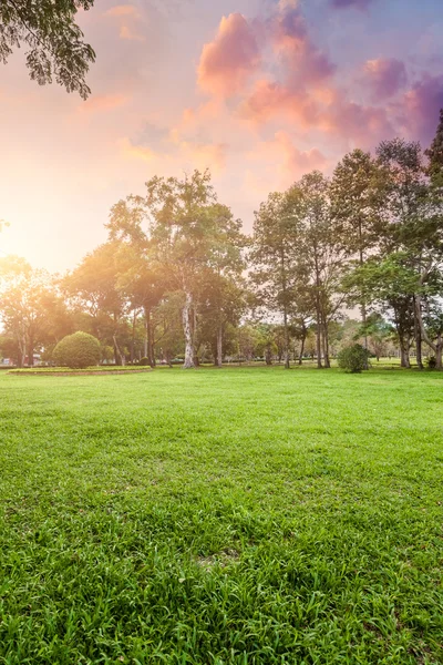 Grassland and trees in sunset — Stock Photo, Image