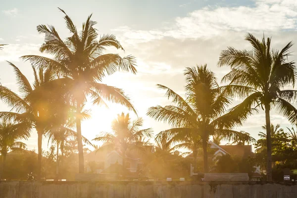 Die Sonne durch die Kokosnuss — Stockfoto