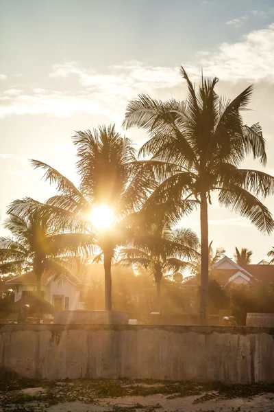 Die Sonne durch die Kokosnuss — Stockfoto