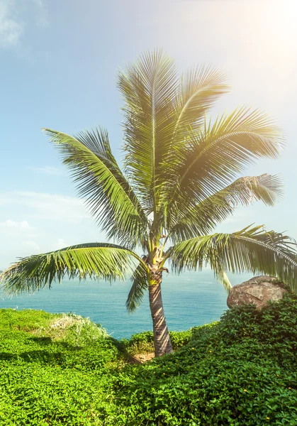 棵椰子树，大海和阳光 — 图库照片