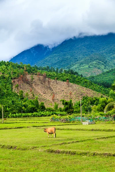 Campo en Vietnam —  Fotos de Stock