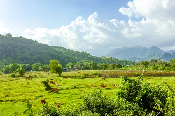 Campo in Vietnam — Foto Stock