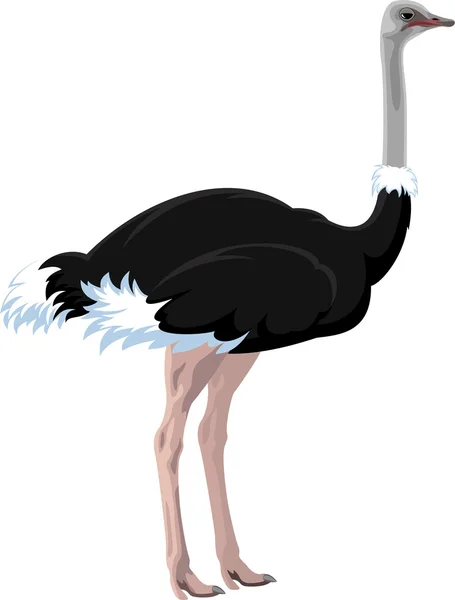 Векторный африканский страус — стоковый вектор