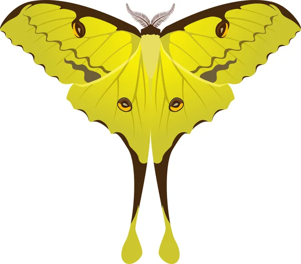 Argema mimosae mariposa — Vector de stock