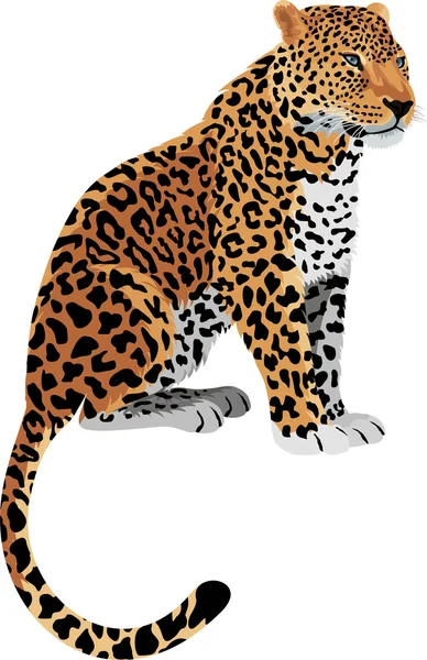 Vector Leopard Panthera pardus — Stock Vector