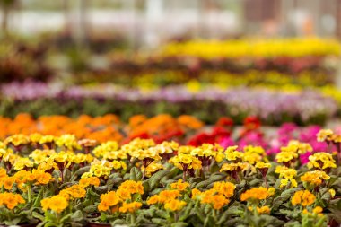 Orangery içinde farklı bitkiler