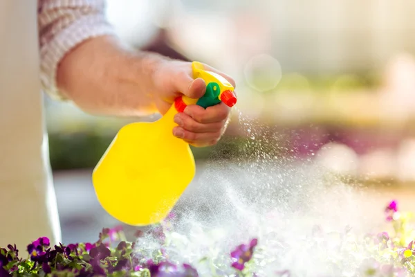 Cuidado de las plantas —  Fotos de Stock