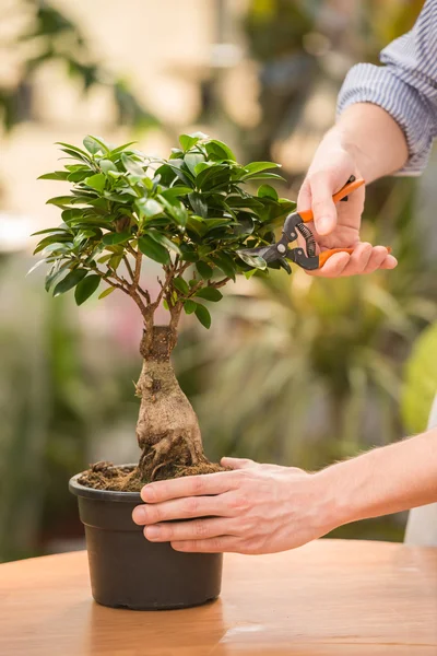 Blomsterhandlare — Stockfoto