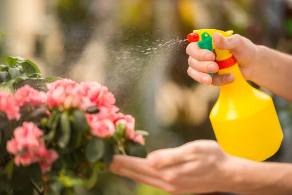 Florist — Stock Photo, Image