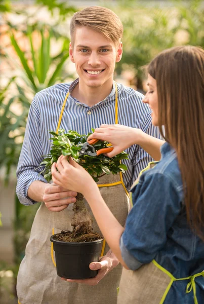 Blomsterhandlare — Stockfoto