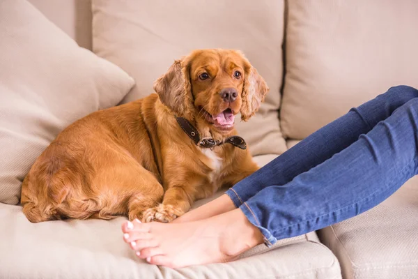 Hond op sofa — Stockfoto