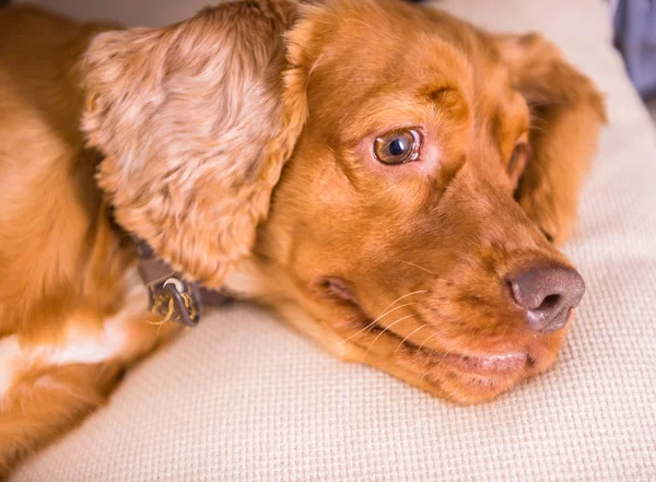 Cão, animal de estimação — Fotografia de Stock