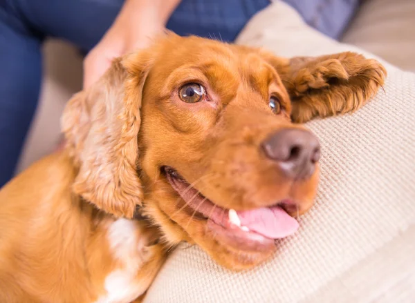 Hond, huisdier — Stockfoto