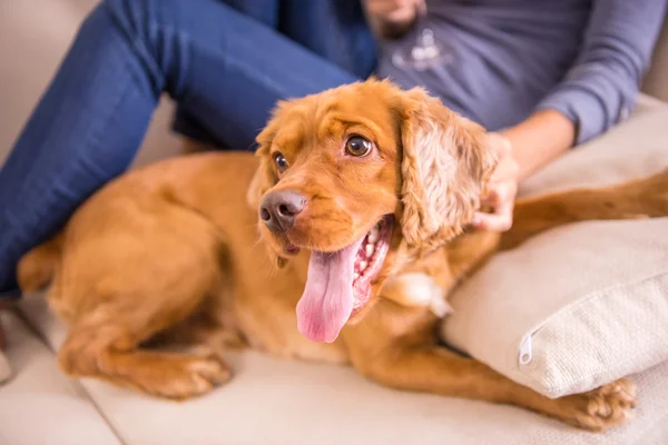 Hund, Haustier — Stockfoto