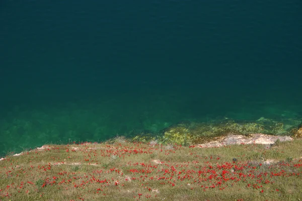 湖アサド - シリアでケシの花 — ストック写真