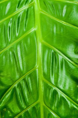 Bitkiyi bitki yaprak doku