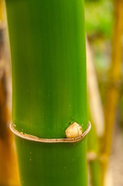 Bambu bitki (Bambuseae)