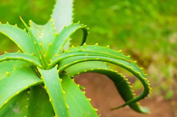 Aloe Vera növény Tenerife — Stock Fotó