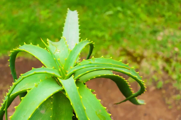 Aloe Vera növény Tenerife — Stock Fotó