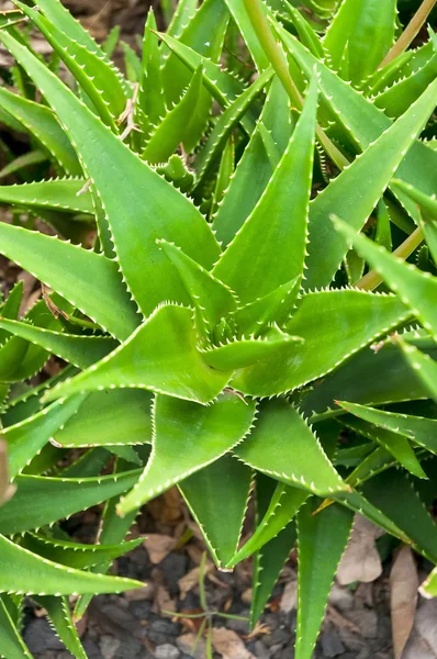 Aloe Vera növény Tenerife — Stock Fotó