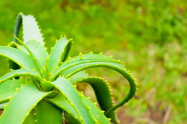 Aloe Vera φυτών της Τενερίφης — Φωτογραφία Αρχείου