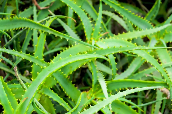 Aloe Vera növény Tenerife — Stock Fotó