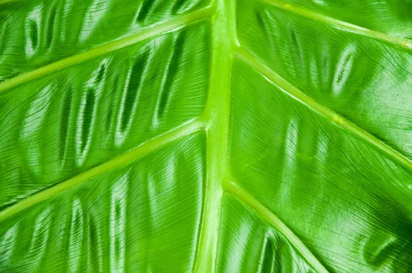 Philodendron Plant Leaf texture — Stock Photo, Image