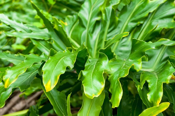 Philodendron Plant Leaf texture — Stock Photo, Image