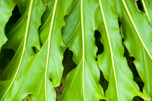 Philodendron Plant Leaf texture — Stock Photo, Image