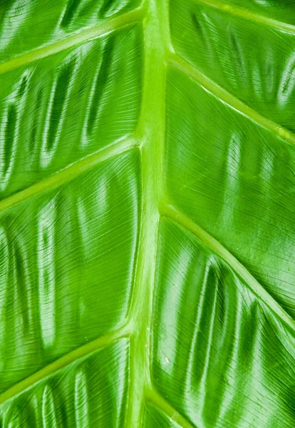 Philodendron Plant Leaf texture — Stock Photo, Image