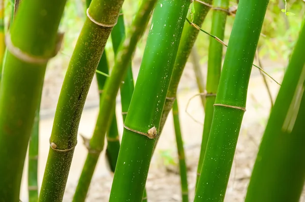 Bambusz növény (Bambuseae) — Stock Fotó