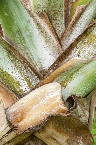 Palm trunk texture — Stock Photo, Image