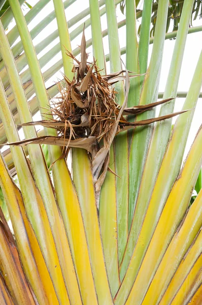 Palm trunk with dry flowers — Stock Photo, Image