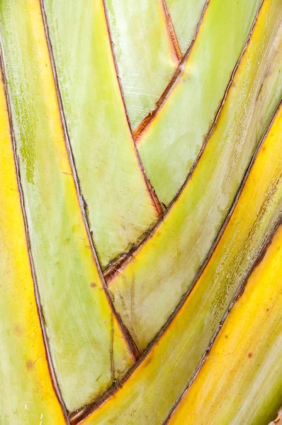 Palm trunk texture — Stock Photo, Image