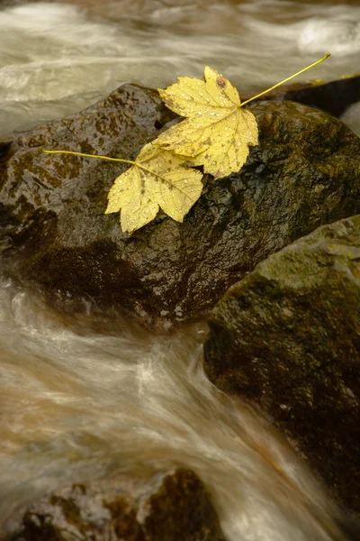 Deux feuilles sur une pierre — Photo