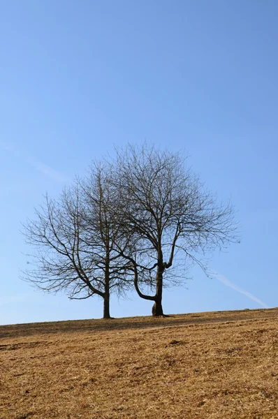Zwei Bäume auf einem Feld — Stockfoto