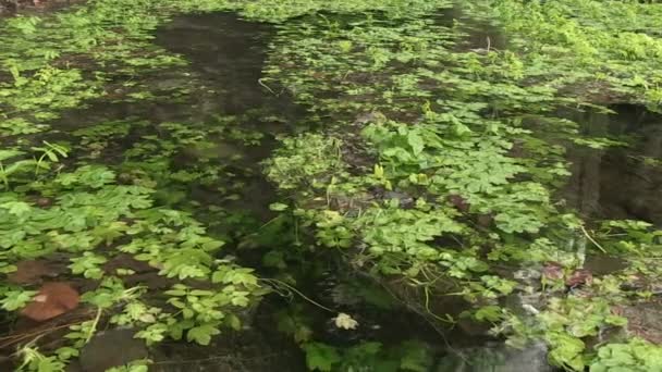 Waterplanten in Maninska Tiesnava, Slowakije — Stockvideo