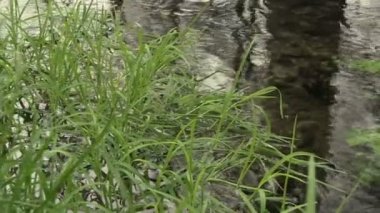 Ayrıntı ot ve su Brook
