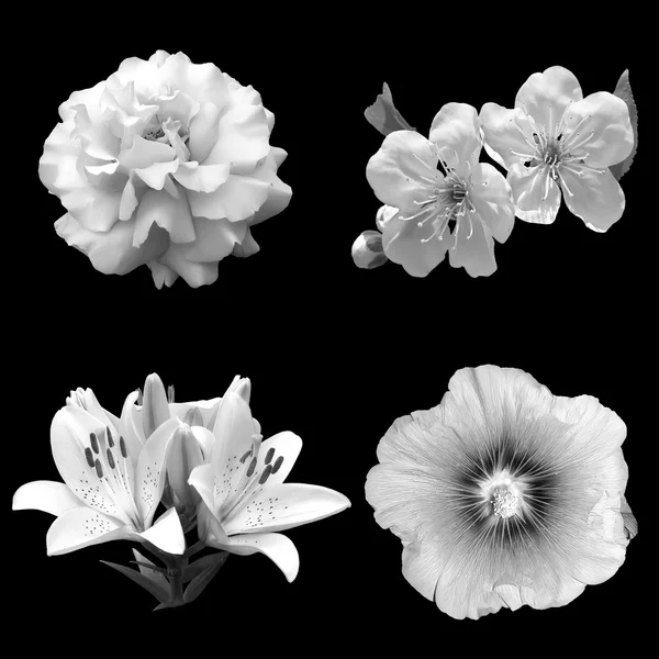Collage aus schwarz-weißen Blumen auf schwarzem Hintergrund — Stockfoto