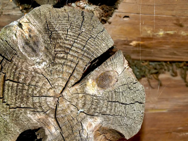 Texture des vieux troncs abattus avec fissures . — Photo