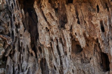 Yaşlı ağaç kütüğü yan taraftan çok yakın bir görüntüdür.