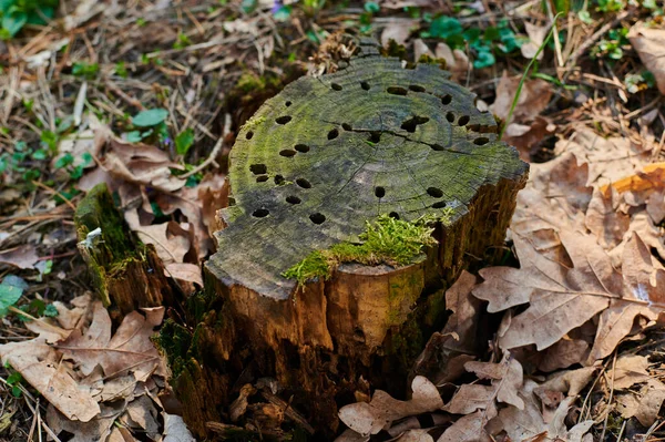 Toco com musgo verde nas florestas entre as folhas caídas fechar — Fotografia de Stock